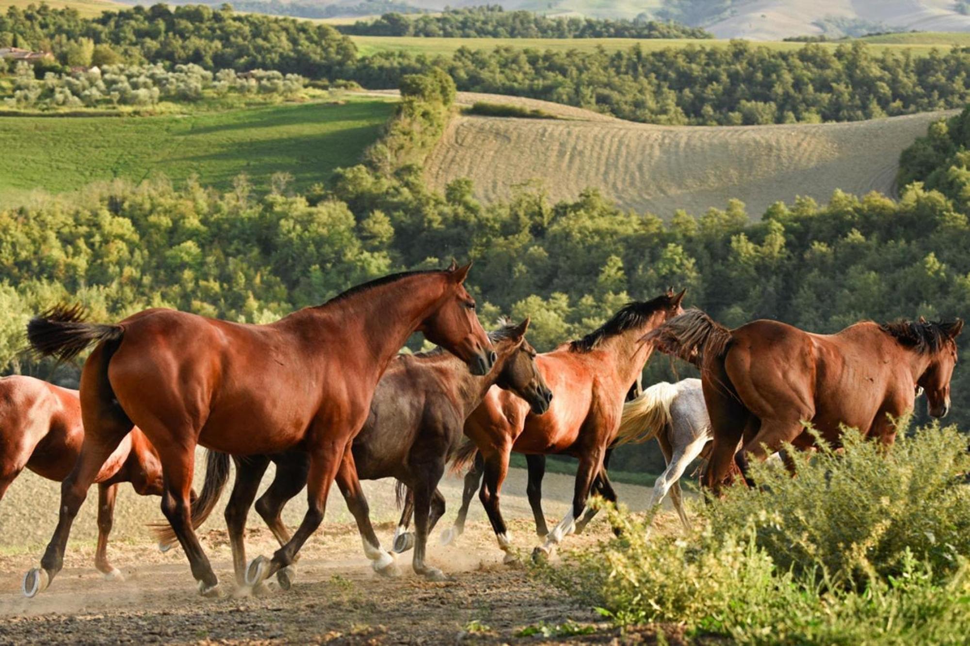 Fattoria Bio Pieve A Salti Montalcino Daire Dış mekan fotoğraf